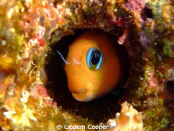 Blenny.
Taken at Ras Z'atar with Fuji f50fd and Fantasea... by Cigdem Cooper 